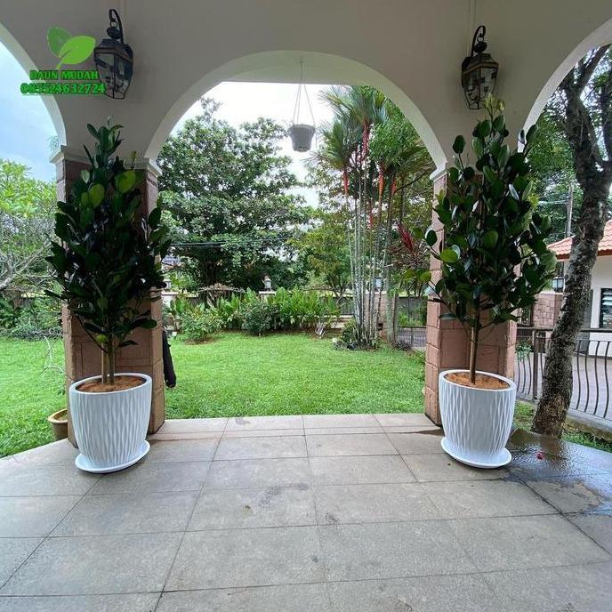 Terlaris Tanaman Hias Pohon Garcinia / Tanaman Garcinia