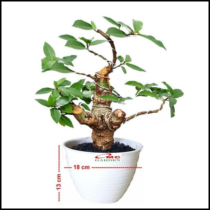 DISKON BIBIT POHON LOA BAHAN BONSAI MAME FICUS RACEMOSA TANAMAN PENEDUH 1020 