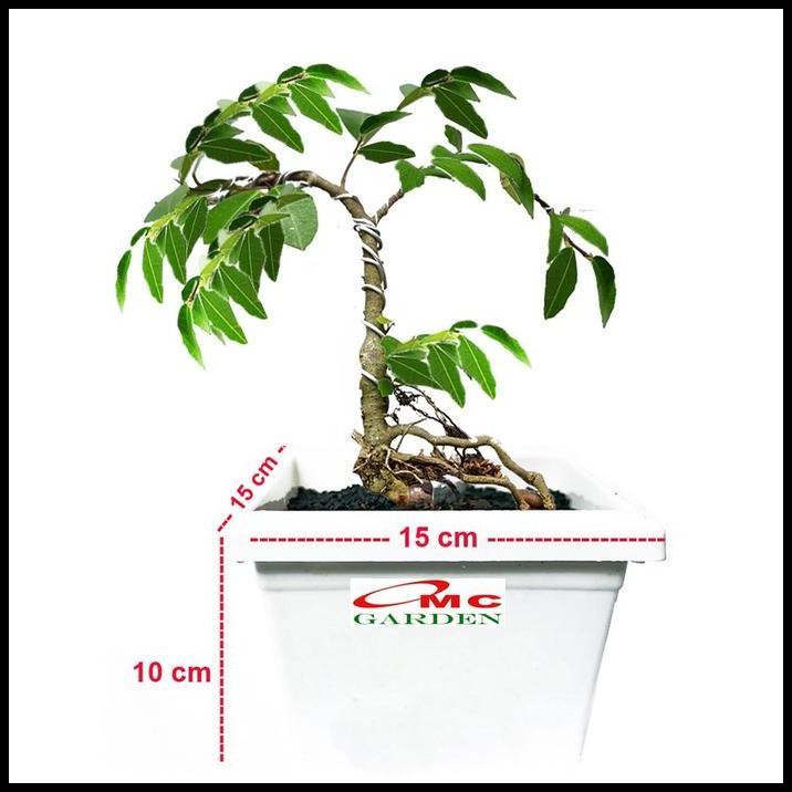 TERLARIS BIBIT BONSAI BONSAE BERINGIN AMPLAS PUTIH FICUS AMPELAS 20-30 
