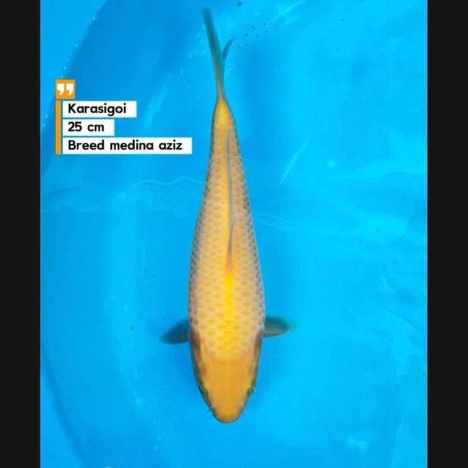 ikan koi Blitar/karasi lemon (TERBAIK) (TERBARU) (TERMURAH)