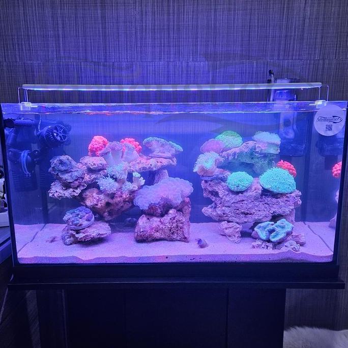 KANDILA MARINE VIEW 600 LAMPU LED AQUARIUM LAUT 60CM BIRU UNGU SALTWATER LAMP AIR LAUT CORAL REEF TE