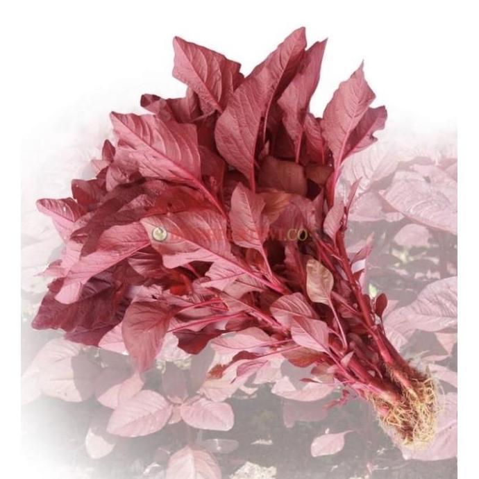 ( 500 gram ) Benih bayam merah PERTIWI 500gr bibit bayam merah pertiwi