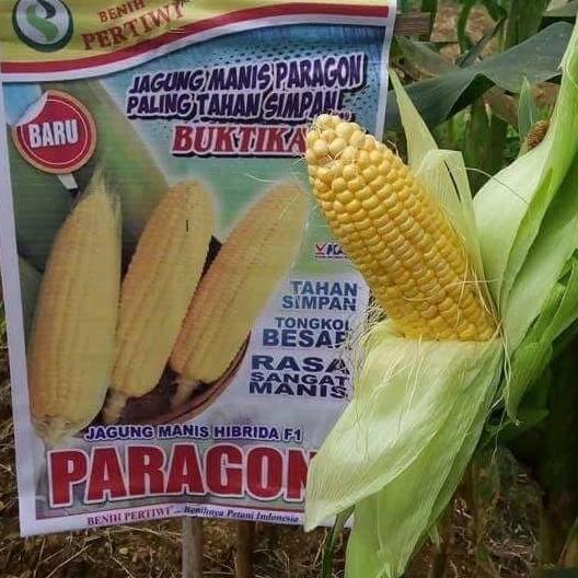 Benih / bibit Jagung manis Paragon