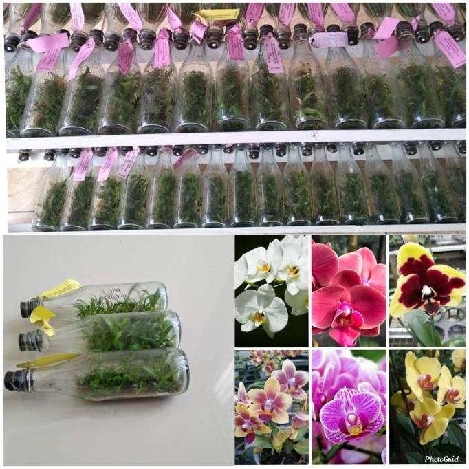 bibit bunga anggrek bulan warna mix dalam botol