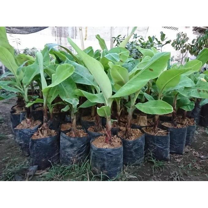 Bibit Tanaman Pisang Sunpride