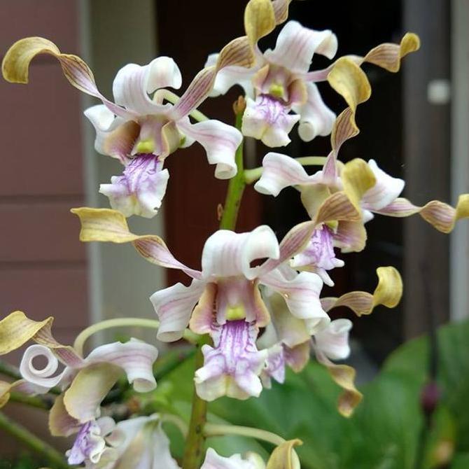 [ DEWASA ] Anggrek Besi Sulawesi | Dendrobium pseudoconanthum Jungle Plant Unik & Langka