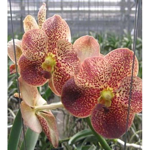 [ DEWASA ] Vanda ASEAN Butterfly [ Vanda Doctor Anek Vanda Butterfly ]