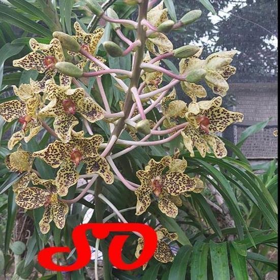 [ DEWASA ] Grammatophyllum speciosum var. Papua | Anggrek Tebu Papua : Sang Ratu Anggrek dari Tanah 