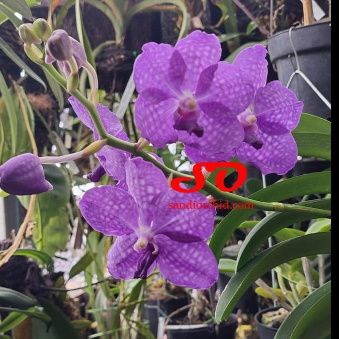 Vanda Coerulea / Kurulea / Karulea DEWASA
