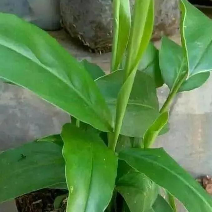 tanaman lengkuas/bibit tanaman lengkuas