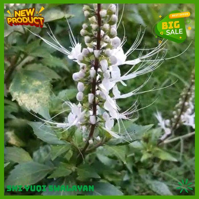 TANAMAN BUNGA KUMIS KUCING TANAMAN TANAMAN HERBAL BIJI BENIH TANAMAN KUMIS HIGHT QUALITY 