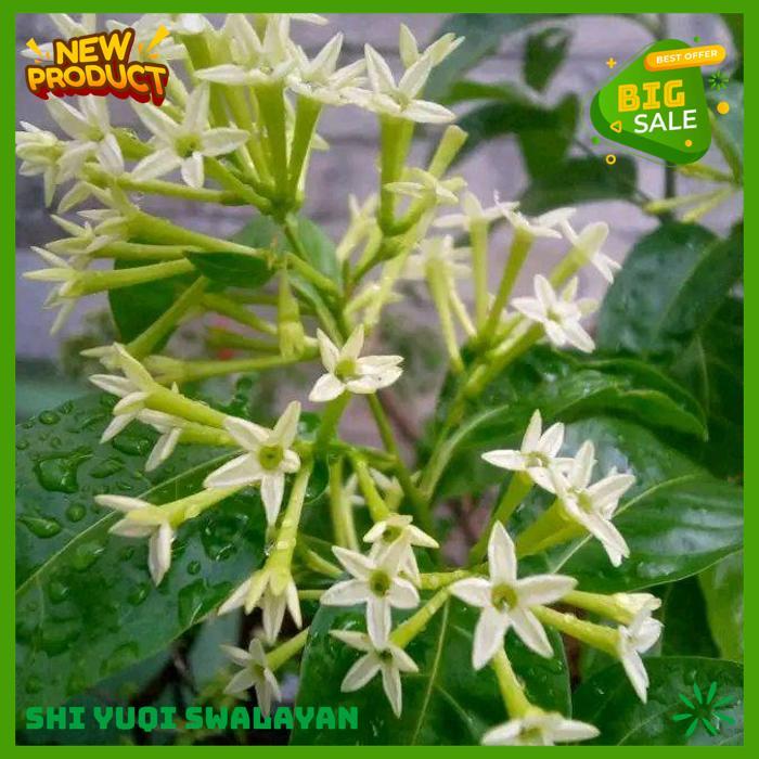 BUNGA HIAS BUNGA ARUM DALU HIAS TANAMAN HIAS BIJI BENIH TANAMAN BUNGA BAHAN BERKUALITAS TINGGI 