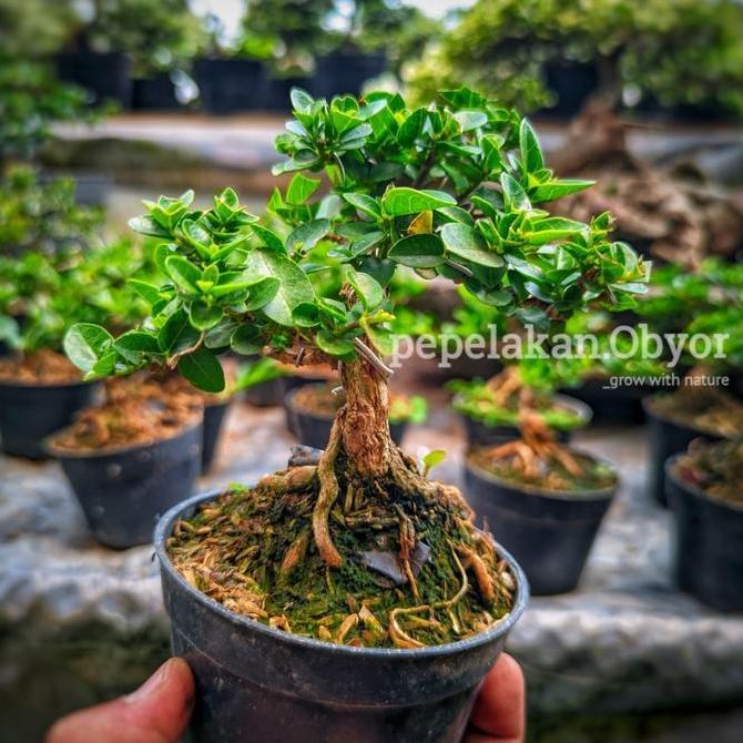 Bonsai Sancang Mini Shito Mame Sudah Siap Pajang Berkarakter Bonus Pot SUDAH BERKARATER murah