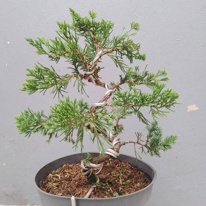 bonsai jadi juniperus Cemara sinencis sudah kawat tinggal pajang murah