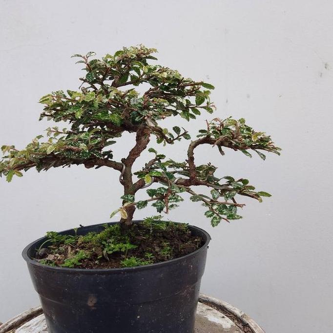tanaman bonsai jadi 1paket tinggal pajang. murah
