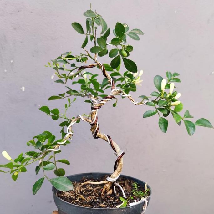 Bonsai Mame Kemuning Sudah berkarakter siap pajang bunga harum cantik murah