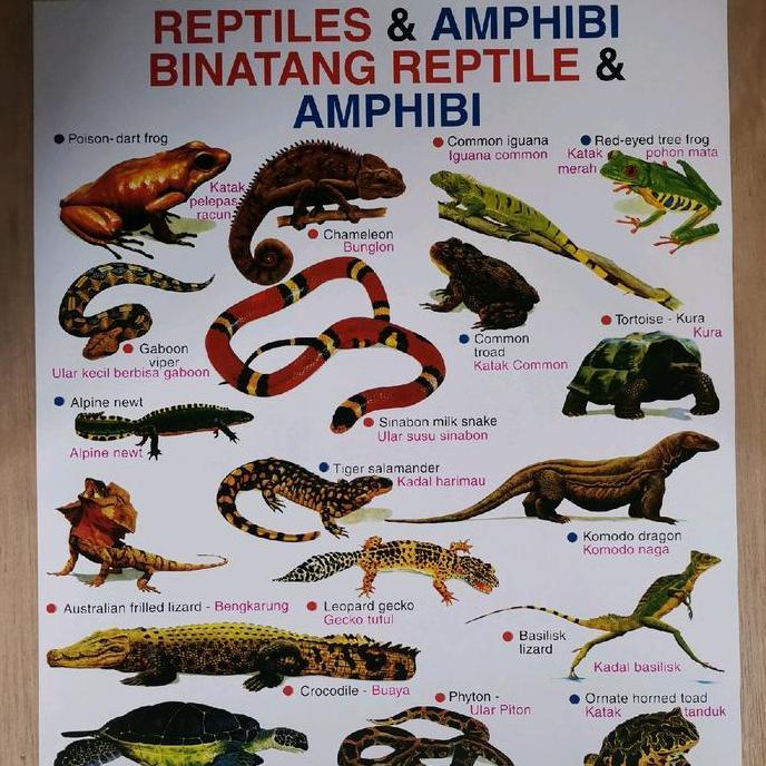 PROMO TERBATAS POSTER EDUKASI HEWAN / KARNIVORA / OMNIVORA / HERBIVORA / HEWAN BUAS / HEWAN JINAK / 