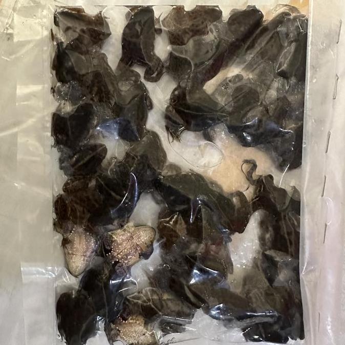 KODOK AIR BEKU/pakan arwana