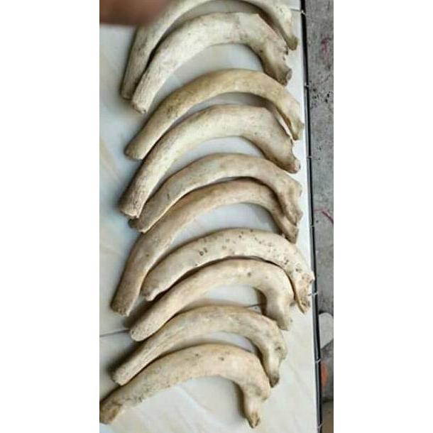 Promo Bahan iga duyung Limited