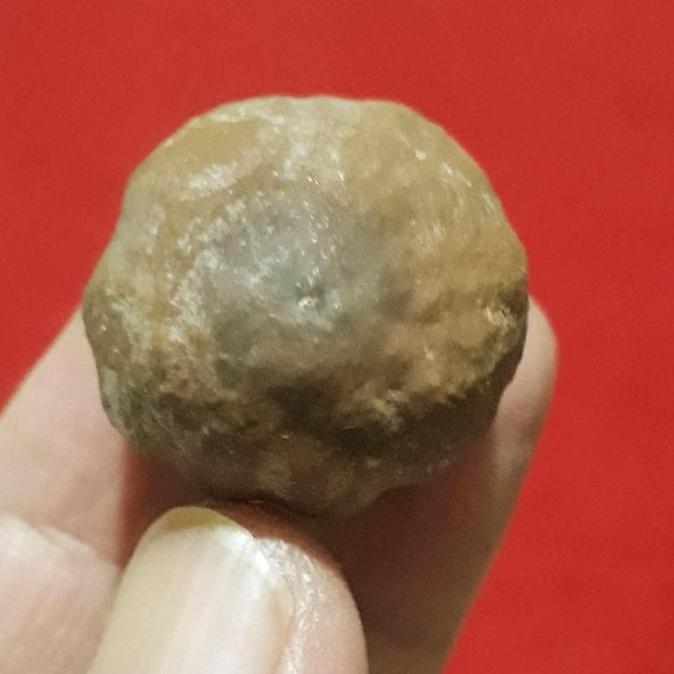 Muncang Adu Anak Mayit Urgen