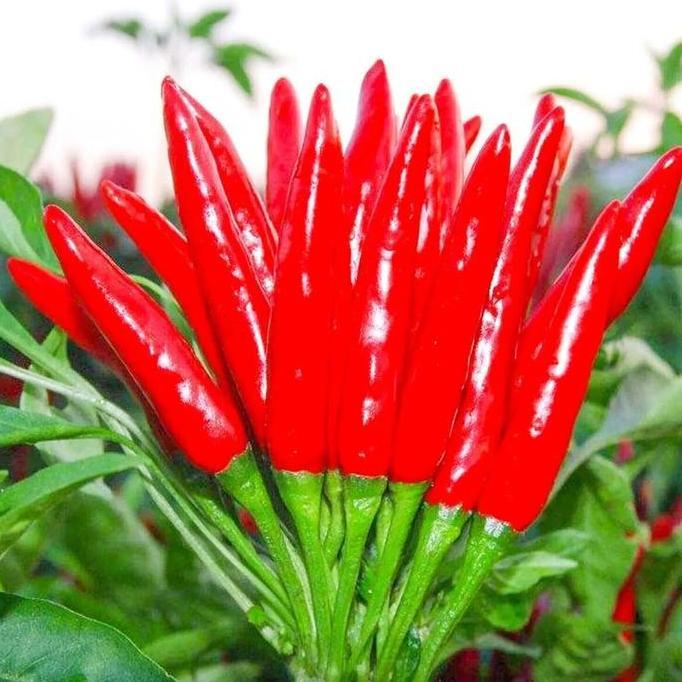 Benih Bibit Biji - Cabai Rawit Red Supreme 107 Hibrida Thai Bird Chili Pepper Seeds - IMPORT THAILAN