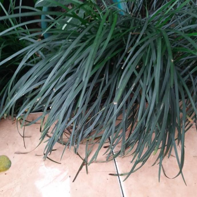 kucai gondrong/kucai tinggi