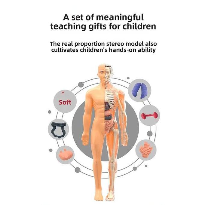 The Human Body Anatomy Human Body Torso Alat Praktek Kedokteran 1 Set Human Body Anatomy Model