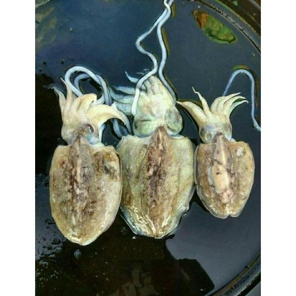 PARDIONSSTORE - CUMI SOTONG BALAKUTAK HITAM SEGAR 1KG / KWALITAS TERBAIK BERGARANSI