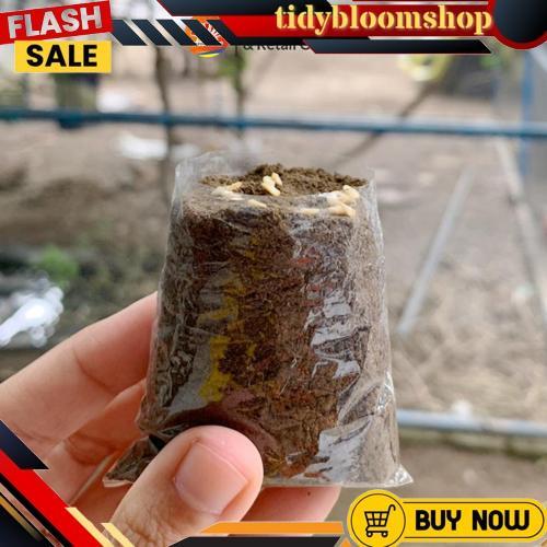 GROSIR Polybag semai 6x7 plastik semai/polybag benih 1ikat= 1000pcs Polybag cabai