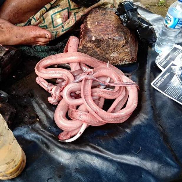 SALEP ULAR COBRA IBU AMINAH UNTUK GATAL DAN LUKA