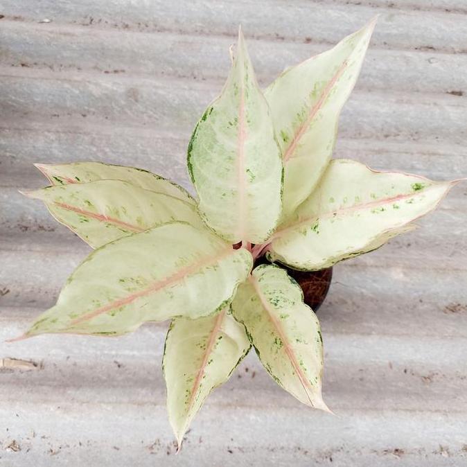 Promo Aglonema Cinderella COD