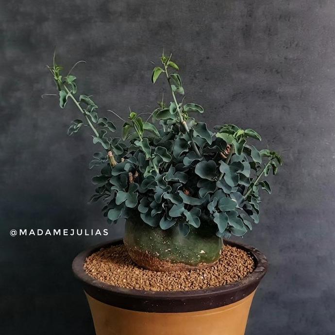 Adenia Spinosa Caudex Sukulen