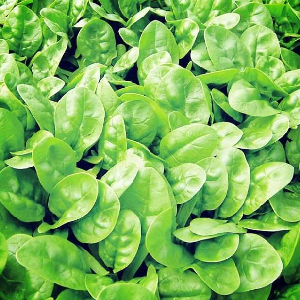 Bibit Unggul Bayam Spinach F1 | Benih Bayam Brazil