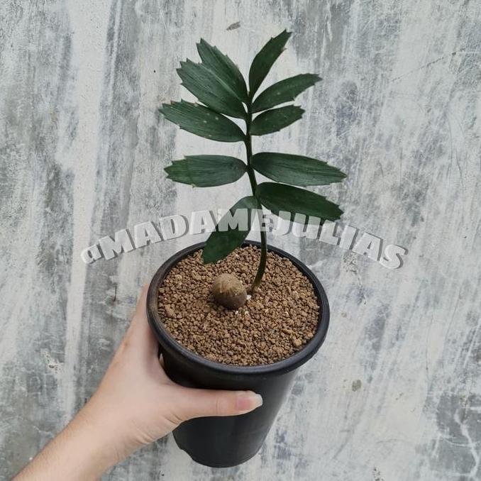 Bibit Tanaman Hias Encephalartos Seedling