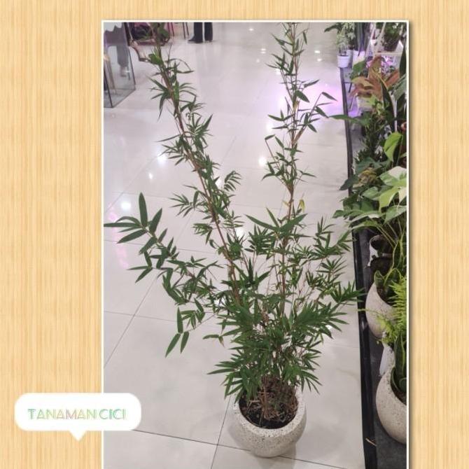 tanaman bambu cina bambu kuning hias rimbun tinggi