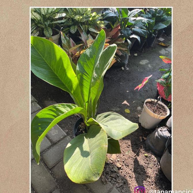 tanaman Anthurium Jemani besar real picture real surabaya