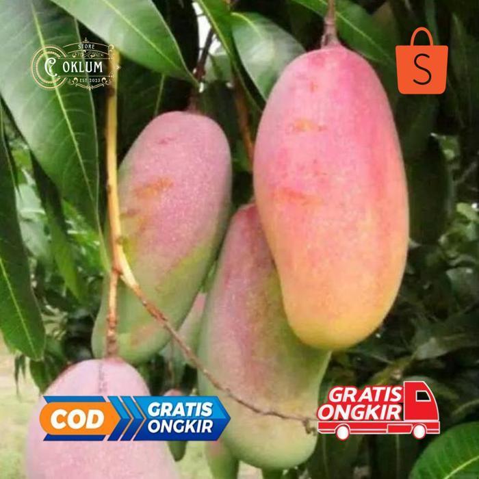 er-56 Murah Meriah Am67 Bibit Mangga Pelangi Unggul Premium Hemat Termurah