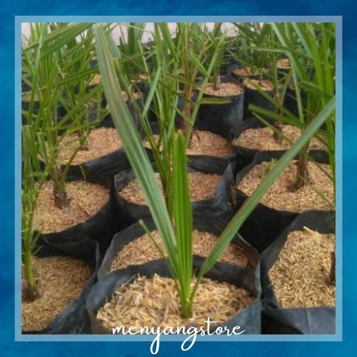 dg-4 Sale fth- Bibit Kurma Tropis Indonesia Termurah Original Termurah Premium