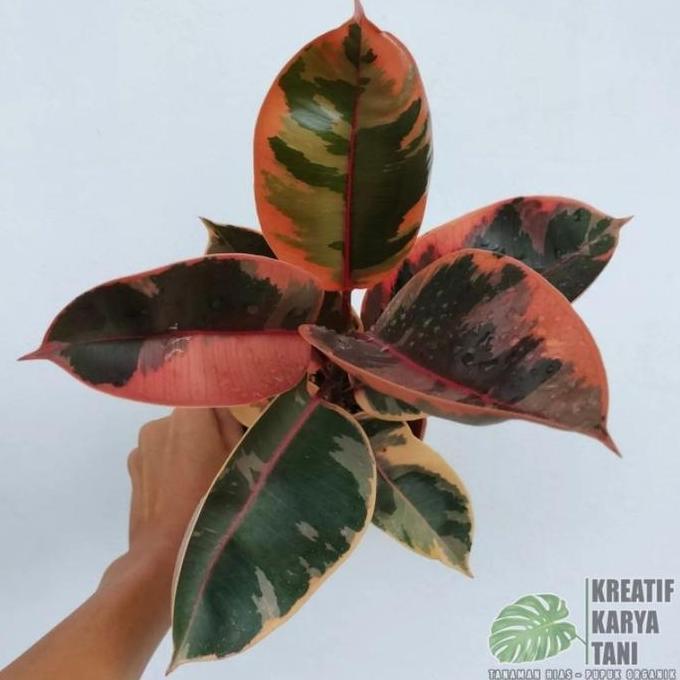 Terlaris Tanaman Hias Ficus Elastica Ruby - Ficus Elastica Ruby