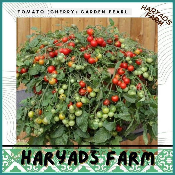 HF BENIH BIBIT BIJI - TOMATO (CHERRY) GARDEN PEARL TOMAT CERI SEEDS - IMPORT - HARYADSFARM