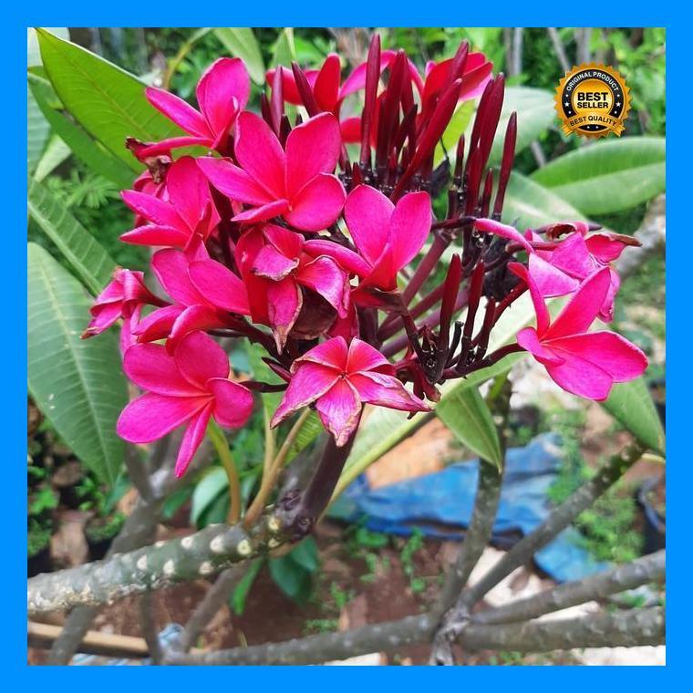 (Diskon) Pohon Kamboja Merah Hybrid Bali-Stek Batang Kamboja Merah Hybrid Bali Bestseller