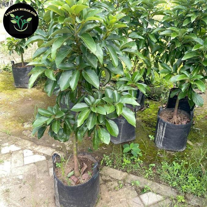 Terlaris Bibit Alpukat Tinggi 1,5 Meter Siap Berbuah Bisa Request Jenis
