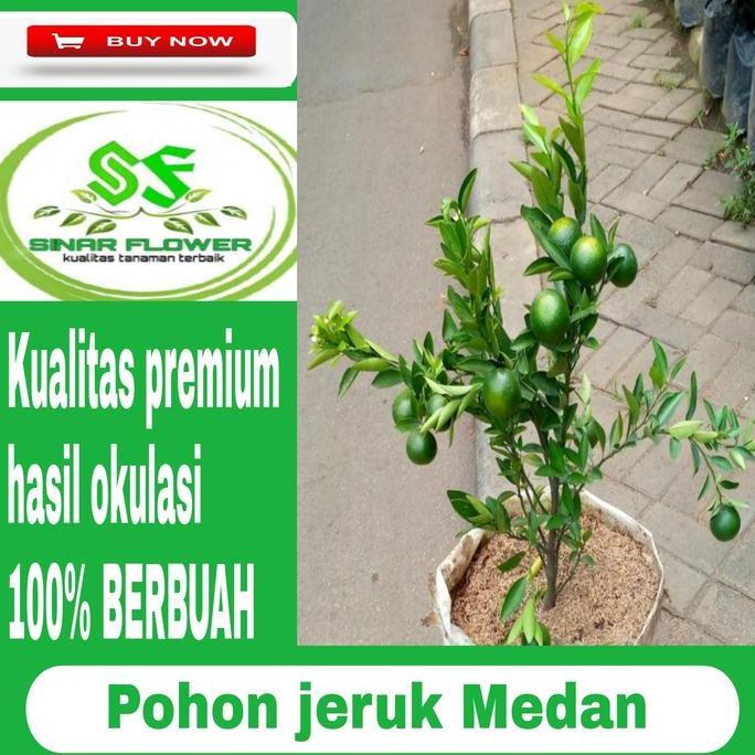 Terlaris Pohon Jeruk Manis Medan/Pohon Buah Jeruk/Tanaman Jeruk Berbuah