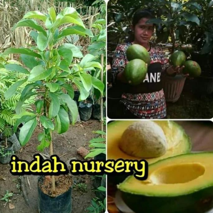 Terlaris Bibit Buah Alpukat Miki Tinggi 1 Meter Siap Berbuah Kualitas Unggul