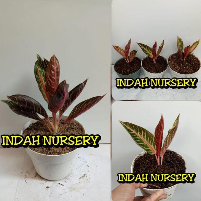 Terlaris Bibit Anakan Bunga Aglonema Red Sumatera Baby Red Sumatera Sumatra