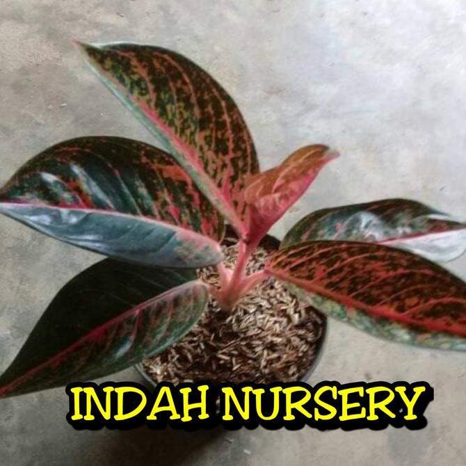 Terlaris Bibit Bunga Aglonema Tiara_Bunga Aglonema Tiara
