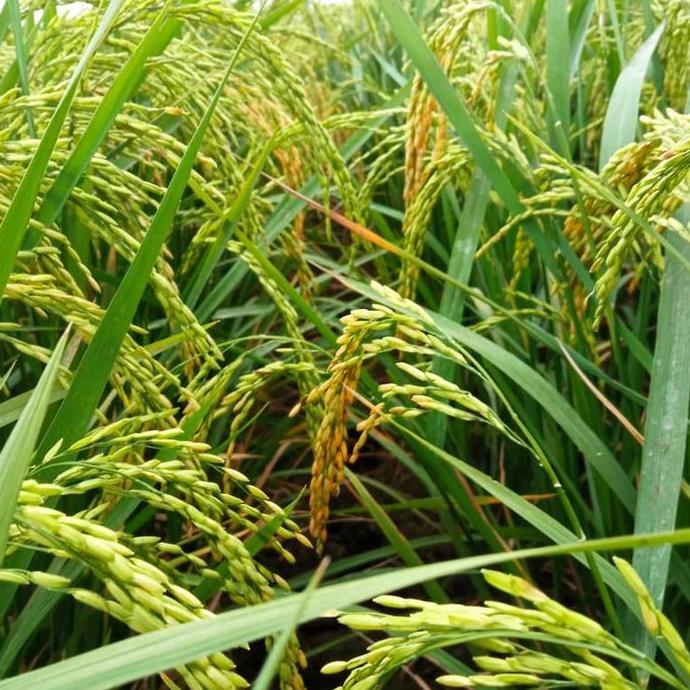 Terlaris Benih Padi Sr Super Genjah