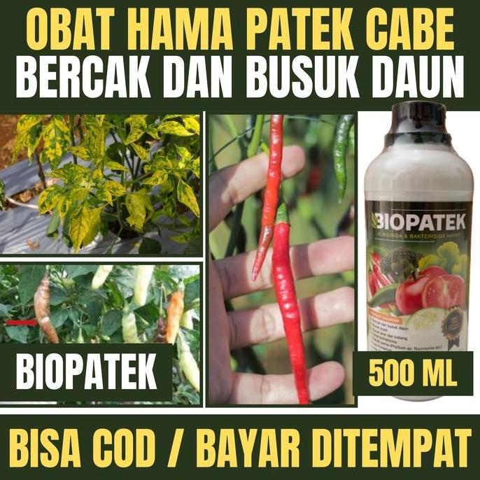 Obat Hama Patek Cabe, Busuk Akar, Batang dan Buah Cabe - Pupuk Semprot Atasi Hama Patek Cabe, Busuk 