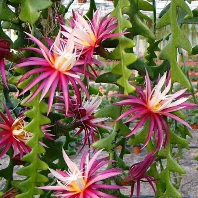 wijaya kusuma keris bunga merah - tanaman wijaya kusuma keris merah