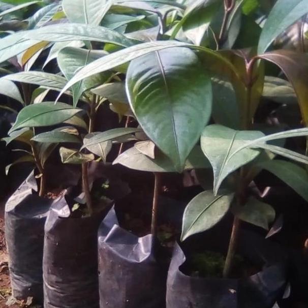 bibit buah manggis/bibit pohon manggis BISA COD  ya